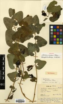Type specimen at Edinburgh (E). Guichard, K.: TUR/86/62. Barcode: E00317730.