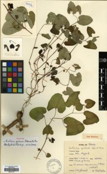 Type specimen at Edinburgh (E). Guichard, K.: TUR/52/62. Barcode: E00317732.