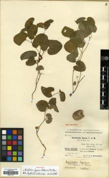 Type specimen at Edinburgh (E). Bornmüller, Joseph: 8192. Barcode: E00317734.