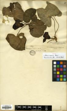 Type specimen at Edinburgh (E). Henry, Augustine: 3369. Barcode: E00317736.