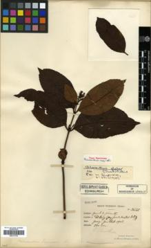 Type specimen at Edinburgh (E). Esquirol, Joseph: 3646. Barcode: E00317739.