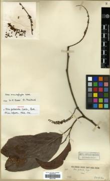 Type specimen at Edinburgh (E). Kerr, Arthur: 2000. Barcode: E00317740.