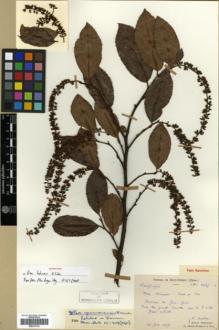 Type specimen at Edinburgh (E). Bodinier, Emile: 1625. Barcode: E00317741.