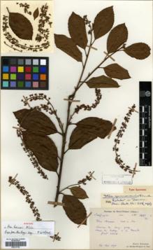 Type specimen at Edinburgh (E). Bodinier, Emile: 1625. Barcode: E00317742.