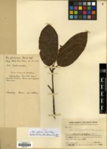 Type specimen at Edinburgh (E). Handel-Mazzetti, Heinrich: 12134. Barcode: E00317745.