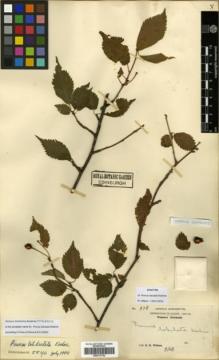 Type specimen at Edinburgh (E). Wilson, Ernest: 978. Barcode: E00317752.