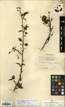 Type specimen at Edinburgh (E). Wilson, Ernest: 2820. Barcode: E00317754.