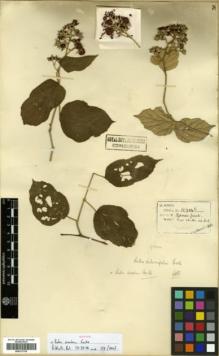 Type specimen at Edinburgh (E). Henry, Augustine: 11714. Barcode: E00317755.