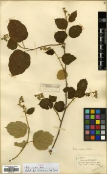 Type specimen at Edinburgh (E). Henry, Augustine: 11714. Barcode: E00317756.