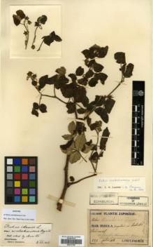 Type specimen at Edinburgh (E). Faurie, Urbain: 597. Barcode: E00317759.