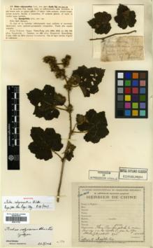Type specimen at Edinburgh (E). Esquirol, Joseph: 894. Barcode: E00317762.