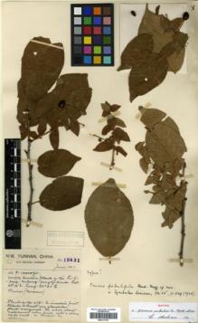 Type specimen at Edinburgh (E). Forrest, George: 19431. Barcode: E00317767.