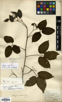 Type specimen at Edinburgh (E). Henry, Augustine: 9902A. Barcode: E00317769.