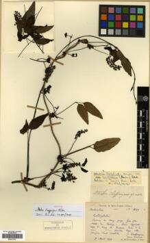 Type specimen at Edinburgh (E). Chaffanjon, Jean: 2159. Barcode: E00317781. Type specimen at Edinburgh (E). Chaffanjon, Jean: 2159. Barcode: E00317781.