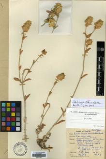 Type specimen at Edinburgh (E). Davis, Peter: 16327. Barcode: E00317788.