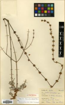 Type specimen at Edinburgh (E). Davis, Peter: 14493. Barcode: E00317792.