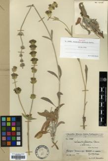 Type specimen at Edinburgh (E). Bornmüller, Joseph: 14568. Barcode: E00317806.