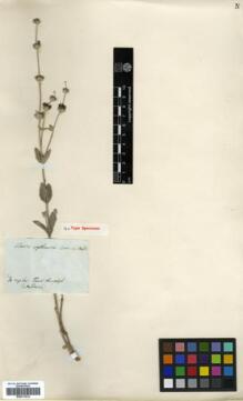 Type specimen at Edinburgh (E). Von Heldreich, Theodor: . Barcode: E00317814.