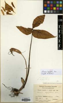 Type specimen at Edinburgh (E). Botanical Expedition to Eastern India (1960): 5188. Barcode: E00317821.