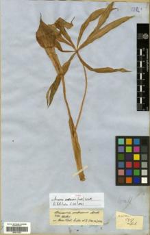 Type specimen at Edinburgh (E). Wallich, Nathaniel: 8917. Barcode: E00317822.