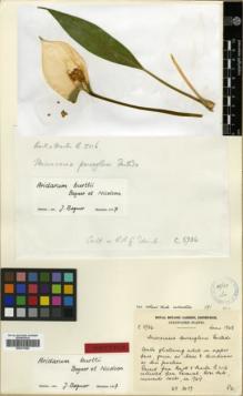 Type specimen at Edinburgh (E). Cultivated Plant of the RBGE (CULTE): C5936. Barcode: E00317826.