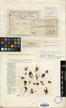 Type specimen at Edinburgh (E). Taquet, Emile: 3271. Barcode: E00317831.