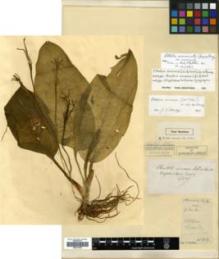 Type specimen at Edinburgh (E). Cavalerie, Pierre: 815. Barcode: E00317834.