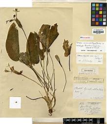 Type specimen at Edinburgh (E). Esquirol, Joseph: 732. Barcode: E00317840.