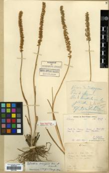 Type specimen at Edinburgh (E). Bodinier, Emile: 2749. Barcode: E00317844.