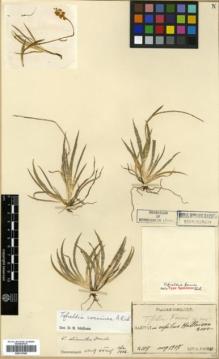 Type specimen at Edinburgh (E). Faurie, Urbain: 2107. Barcode: E00317845.