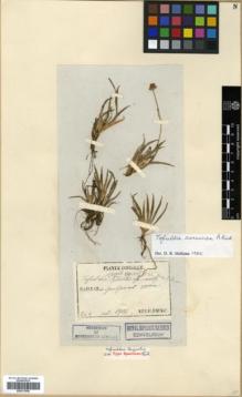 Type specimen at Edinburgh (E). Faurie, Urbain: 264. Barcode: E00317846.