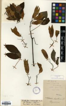 Type specimen at Edinburgh (E). Cavalerie, Pierre: 3913. Barcode: E00317857.