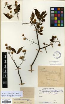 Type specimen at Edinburgh (E). Bodinier, Emile: . Barcode: E00317858.