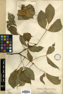 Type specimen at Edinburgh (E). Forrest, George: 13344. Barcode: E00317860.