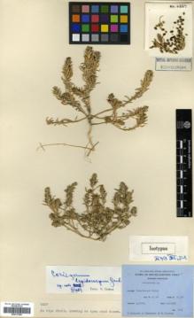 Type specimen at Edinburgh (E). Ludlow, Frank; Sherriff, George; Taylor, George: 6227. Barcode: E00317866.
