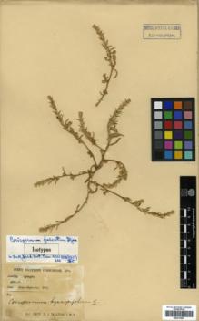 Type specimen at Edinburgh (E). Walton, H.: . Barcode: E00317867.