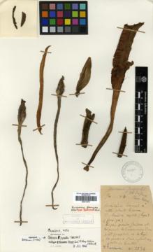 Type specimen at Edinburgh (E). Cavalerie, Pierre: 2136. Barcode: E00317873.