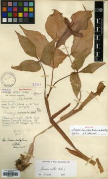 Type specimen at Edinburgh (E). Forrest, George: 7261. Barcode: E00317875.