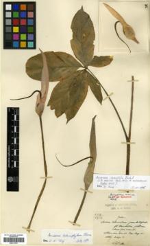 Type specimen at Edinburgh (E). Maire, Edouard-Ernest: 552. Barcode: E00317879.