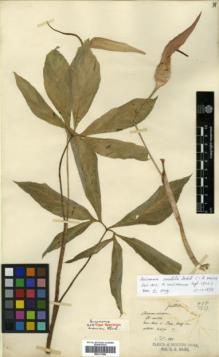 Type specimen at Edinburgh (E). Maire, Edouard-Ernest: 988. Barcode: E00317880.