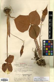 Type specimen at Edinburgh (E). Forrest, George: 5972. Barcode: E00317882.
