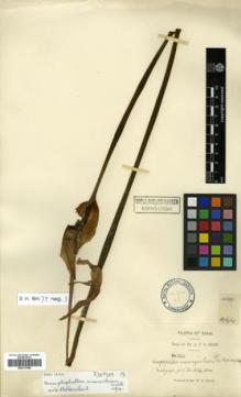 Type specimen at Edinburgh (E). Kerr, Arthur: 1220. Barcode: E00317886.