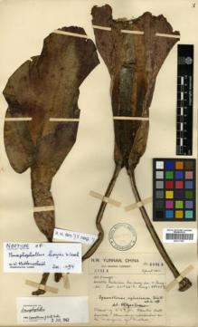 Type specimen at Edinburgh (E). Forrest, George: 20812. Barcode: E00317887.