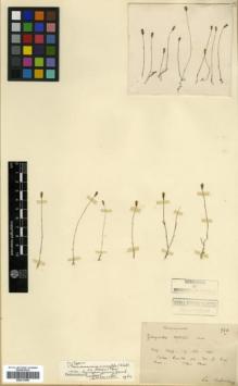 Type specimen at Edinburgh (E). Bodinier, Emile: 924. Barcode: E00317890.