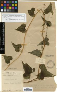 Type specimen at Edinburgh (E). Lace, John: 4102. Barcode: E00317896.