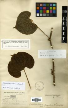Type specimen at Edinburgh (E). Buchanan-Hamilton, Francis: 2201. Barcode: E00317897.