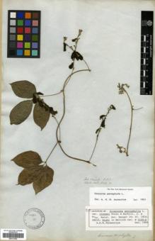 Type specimen at Edinburgh (E). Wallich, Nathaniel: 5102(C). Barcode: E00317902.