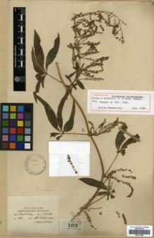 Type specimen at Edinburgh (E). Lace, John: 1201. Barcode: E00317906.