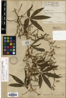 Type specimen at Edinburgh (E). Lace, John: 1201. Barcode: E00317907.