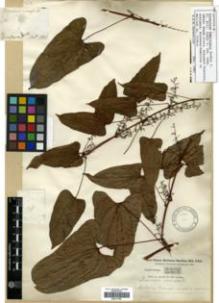 Type specimen at Edinburgh (E). Buchanan-Hamilton, Francis: 2205. Barcode: E00317909.